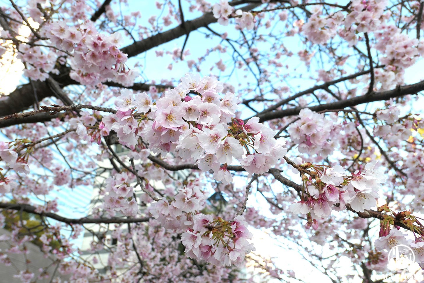 横浜みなとみらいに咲く大寒桜！3月上旬に日本丸メモリアルパーク海沿いで春の訪れに癒された