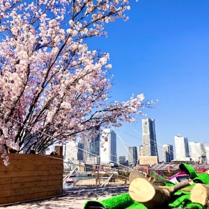 春を彩る桜イベント「大さん橋さくら祭り」横浜港や街並みの大パノラマと一緒にお花見を！