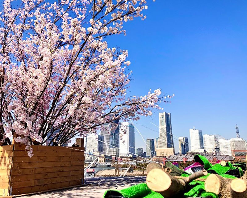 春を彩る桜イベント「大さん橋さくら祭り」開催！横浜の海や景観と一緒に
