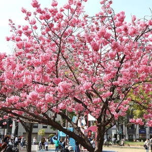 横浜スタジアム前の横浜緋桜（ヒザクラ）満開！濃いピンクの桜を愛でて山下公園へ春散歩