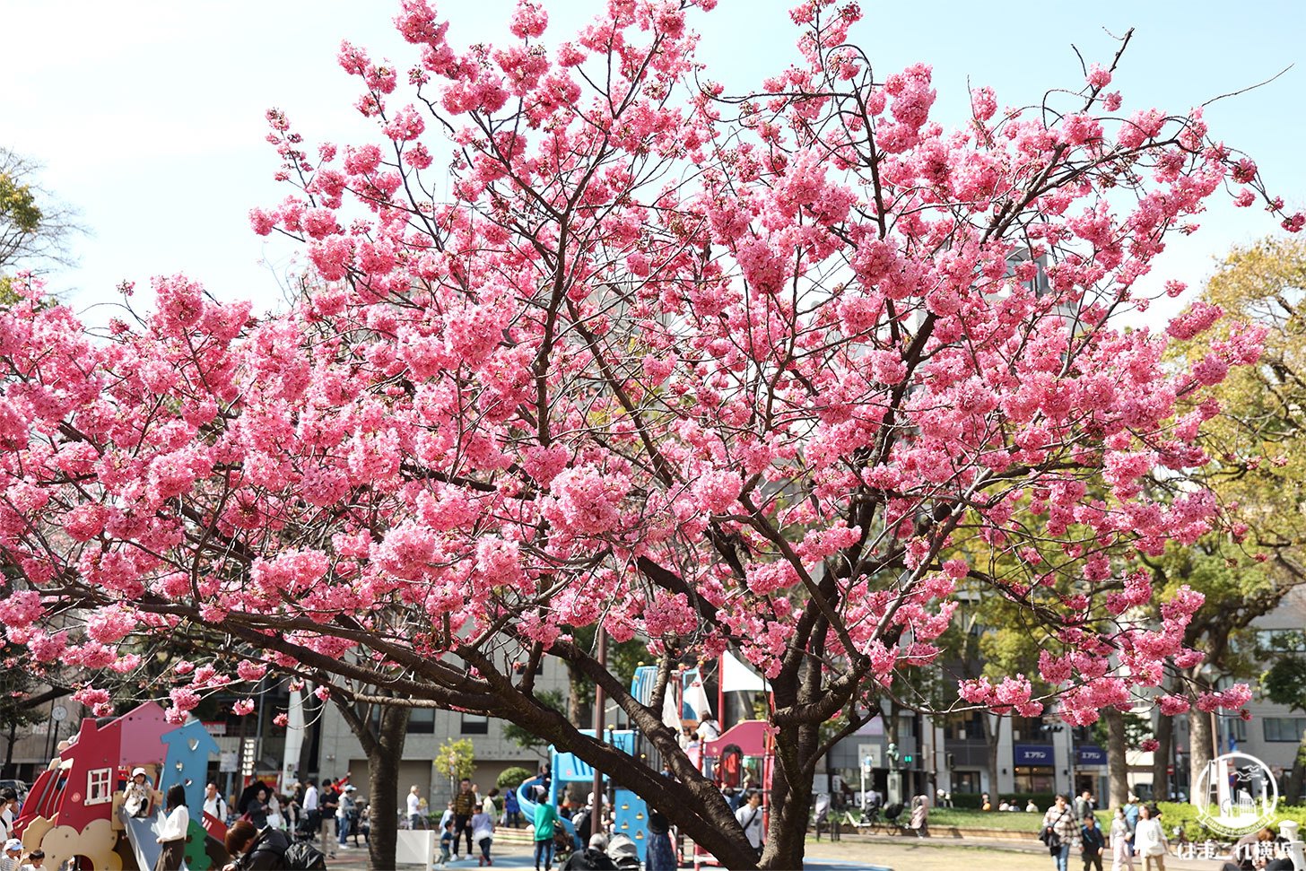 横浜スタジアム前の横浜緋桜（ヒザクラ）ようやく満開！濃いピンクの桜と鳥たち
