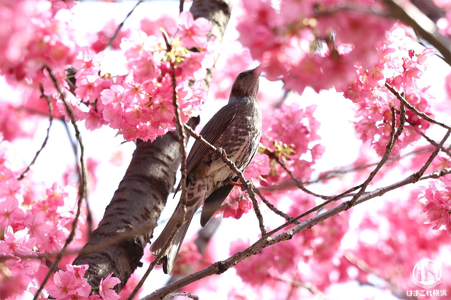横浜緋桜とヒヨドリ