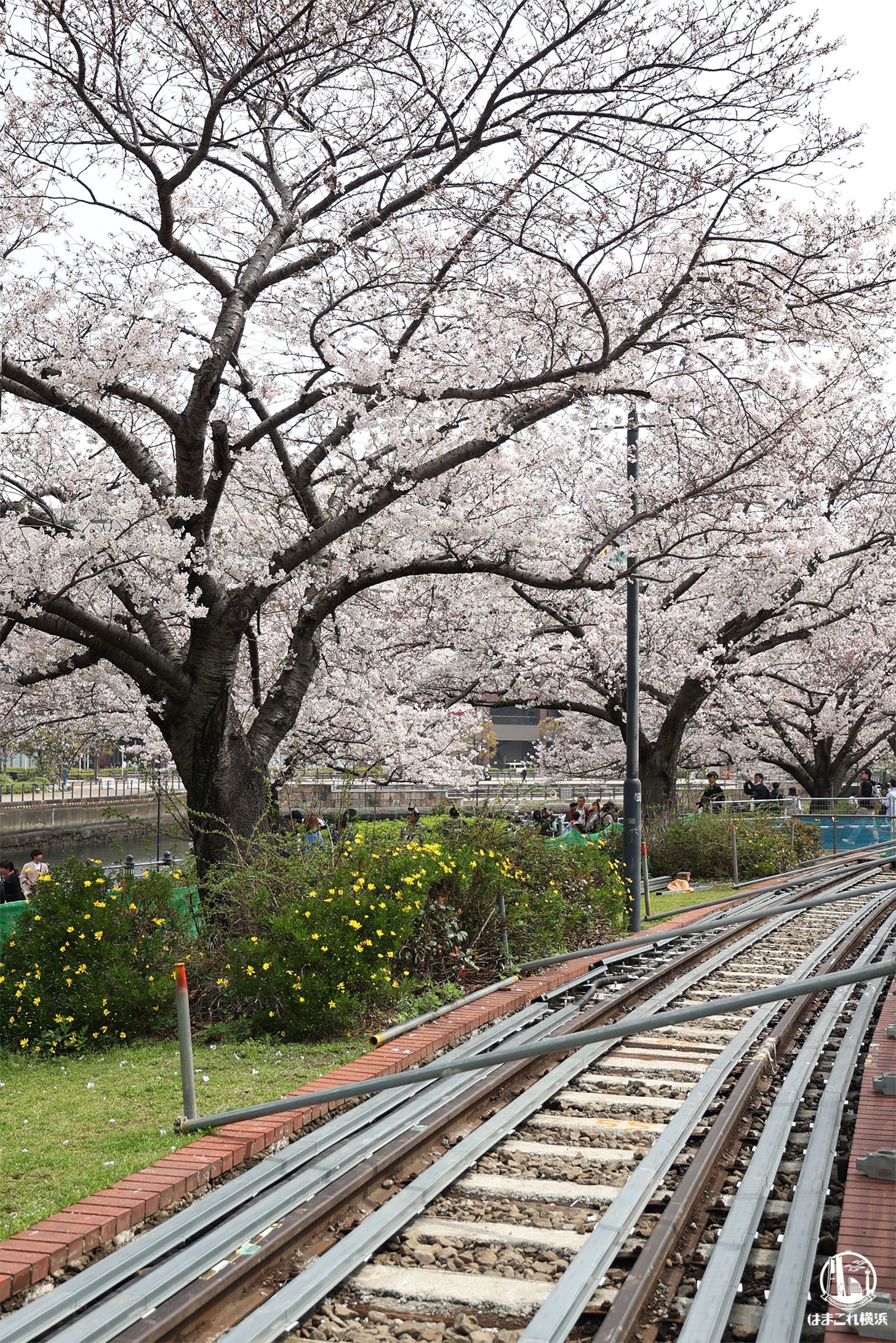 汽車道と桜