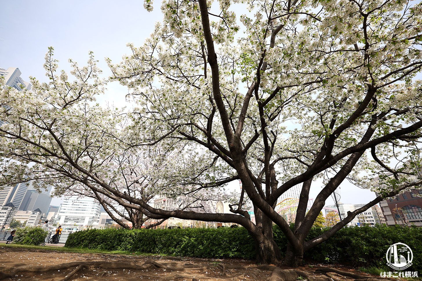 ダイナミックに咲く桜