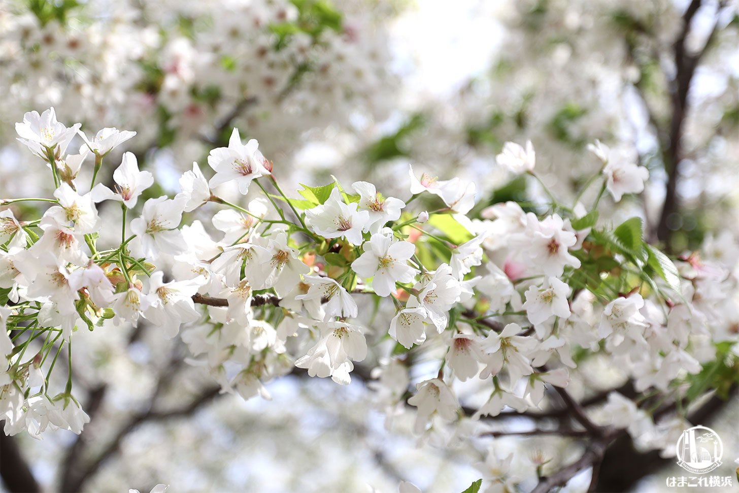 ダイナミックに咲く桜のアップ