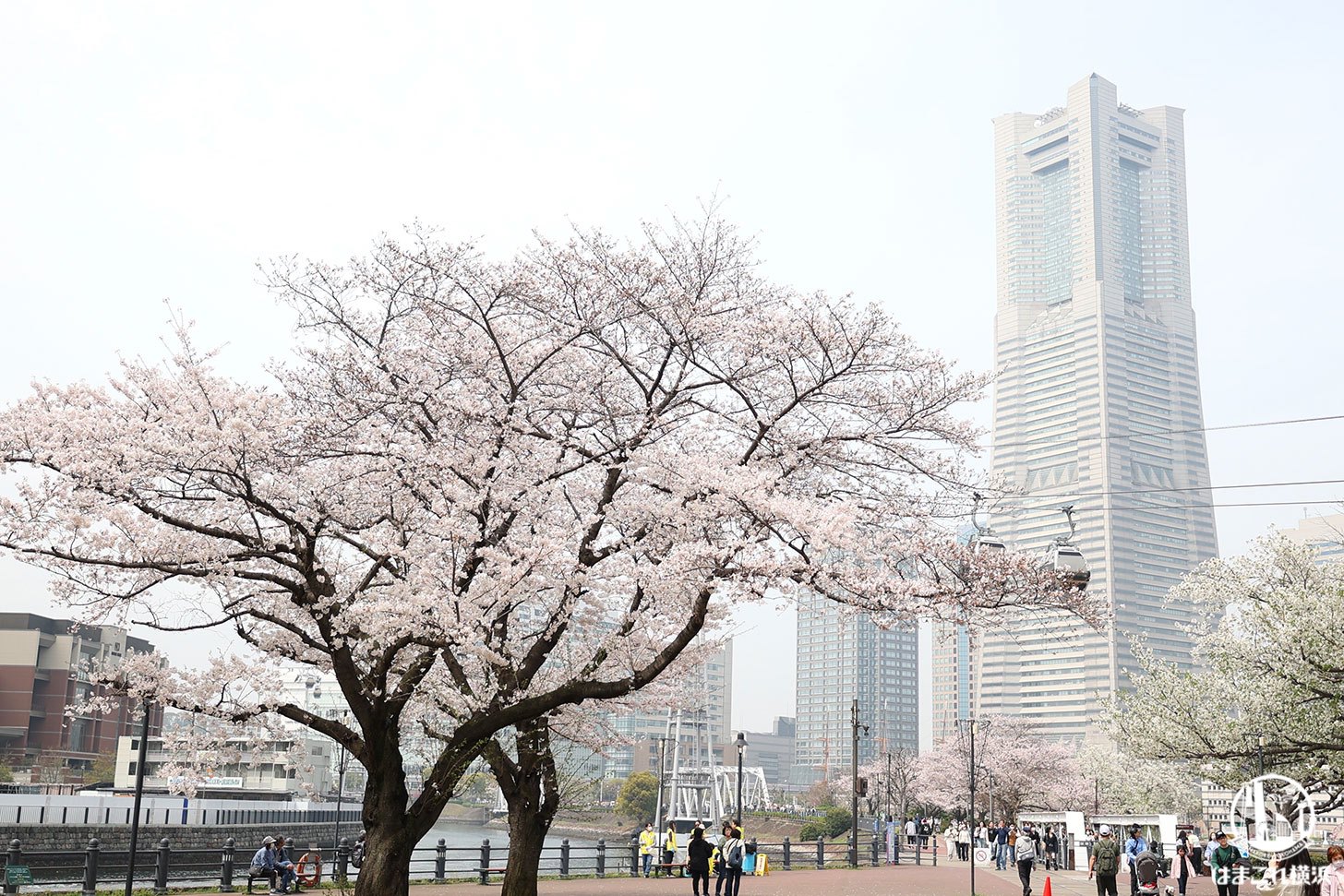 横浜みなとみらいの満開の桜を連日堪能！待ちわびた晴れの日にお花見散歩