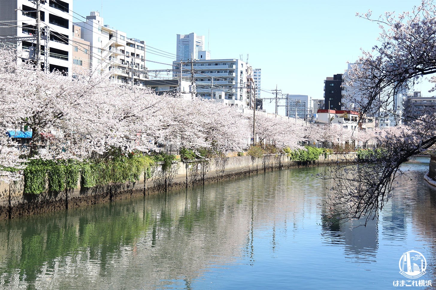 大岡川沿いの桜お花見散歩！黄金町から横浜みなとみらいまで美景に癒され続けた1時間