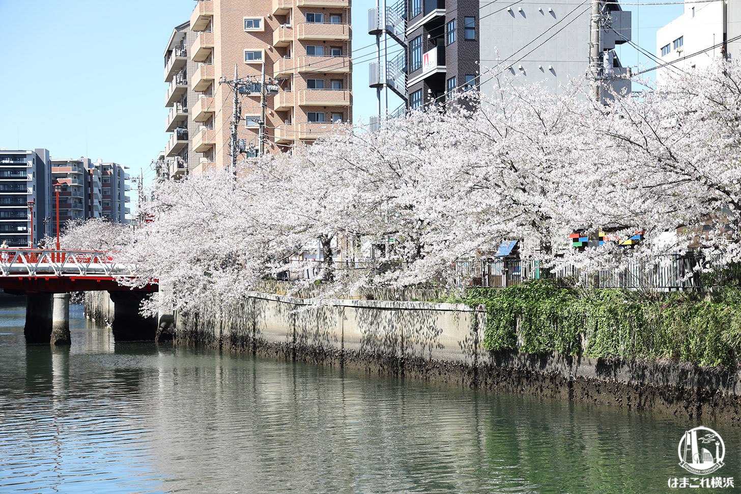 大岡川沿いの桜