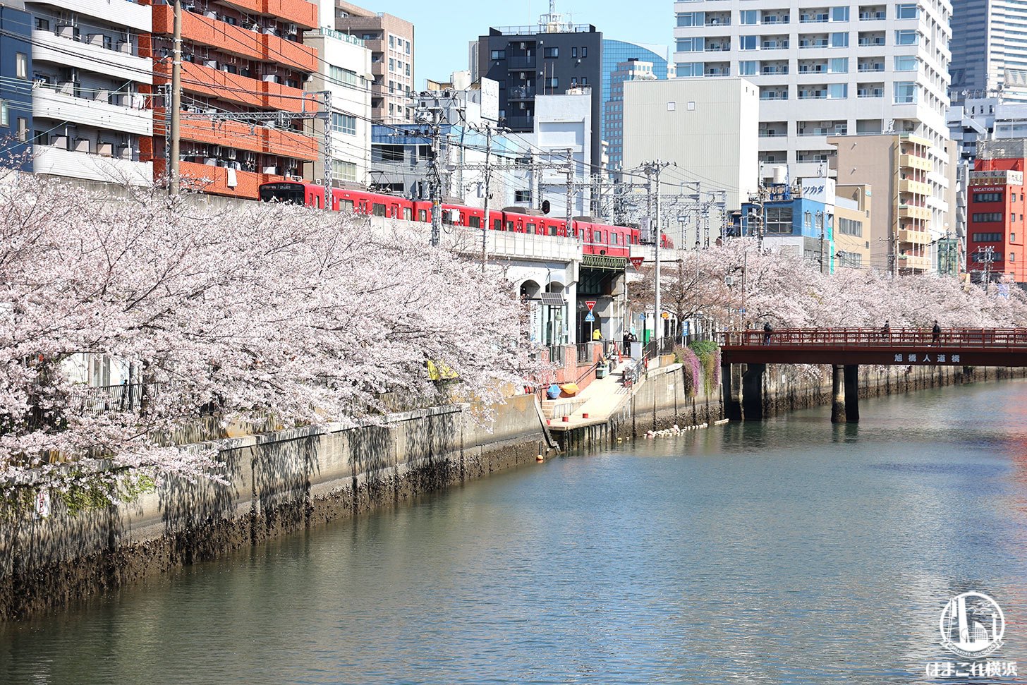 京急線と桜