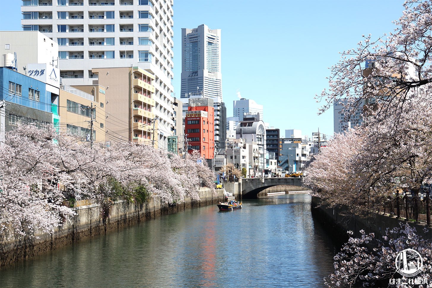 大岡川沿いを桜お花見散歩！黄金町から横浜みなとみらいまで美景に魅せられ続けてきた