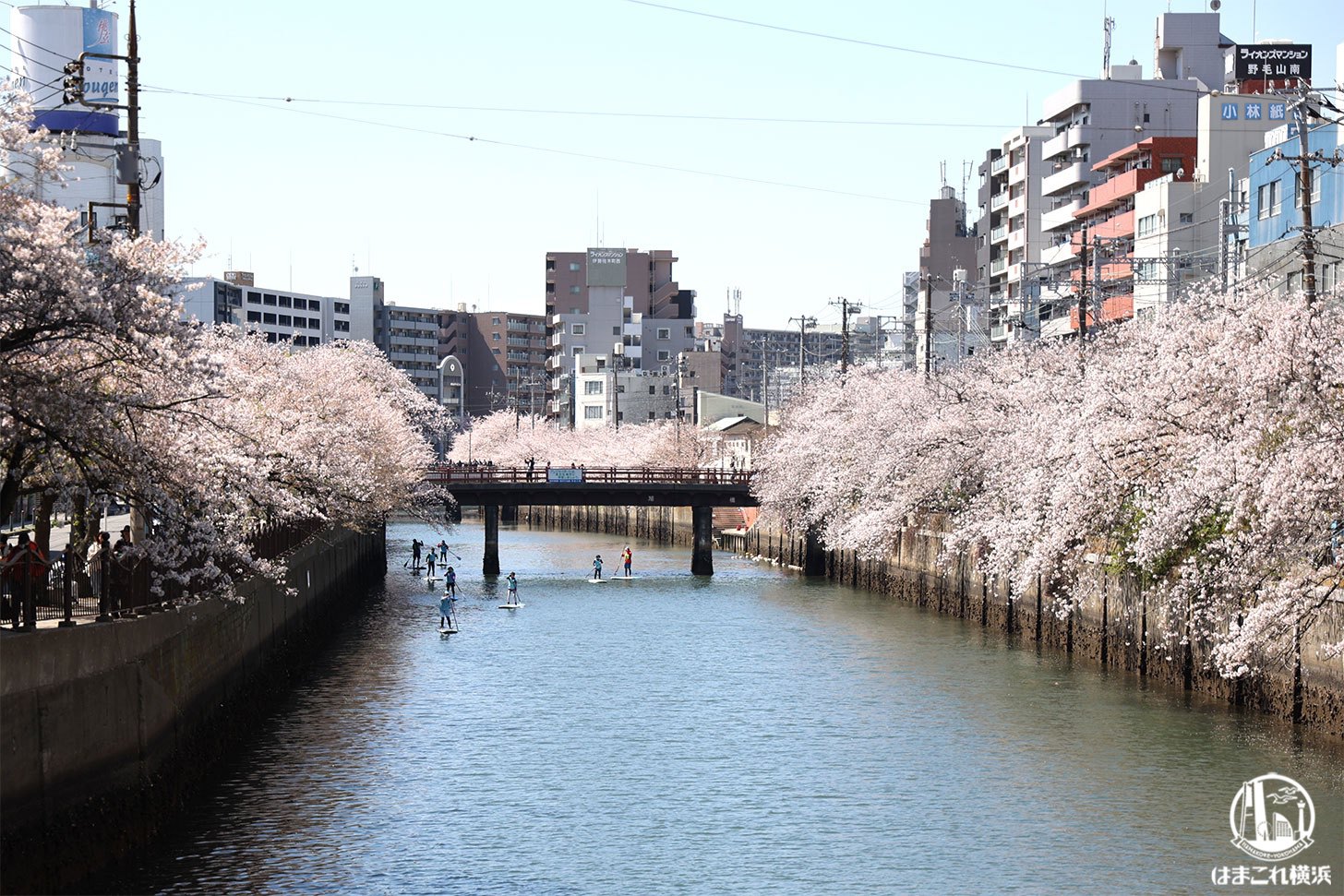 見頃を迎えた桜と大岡川