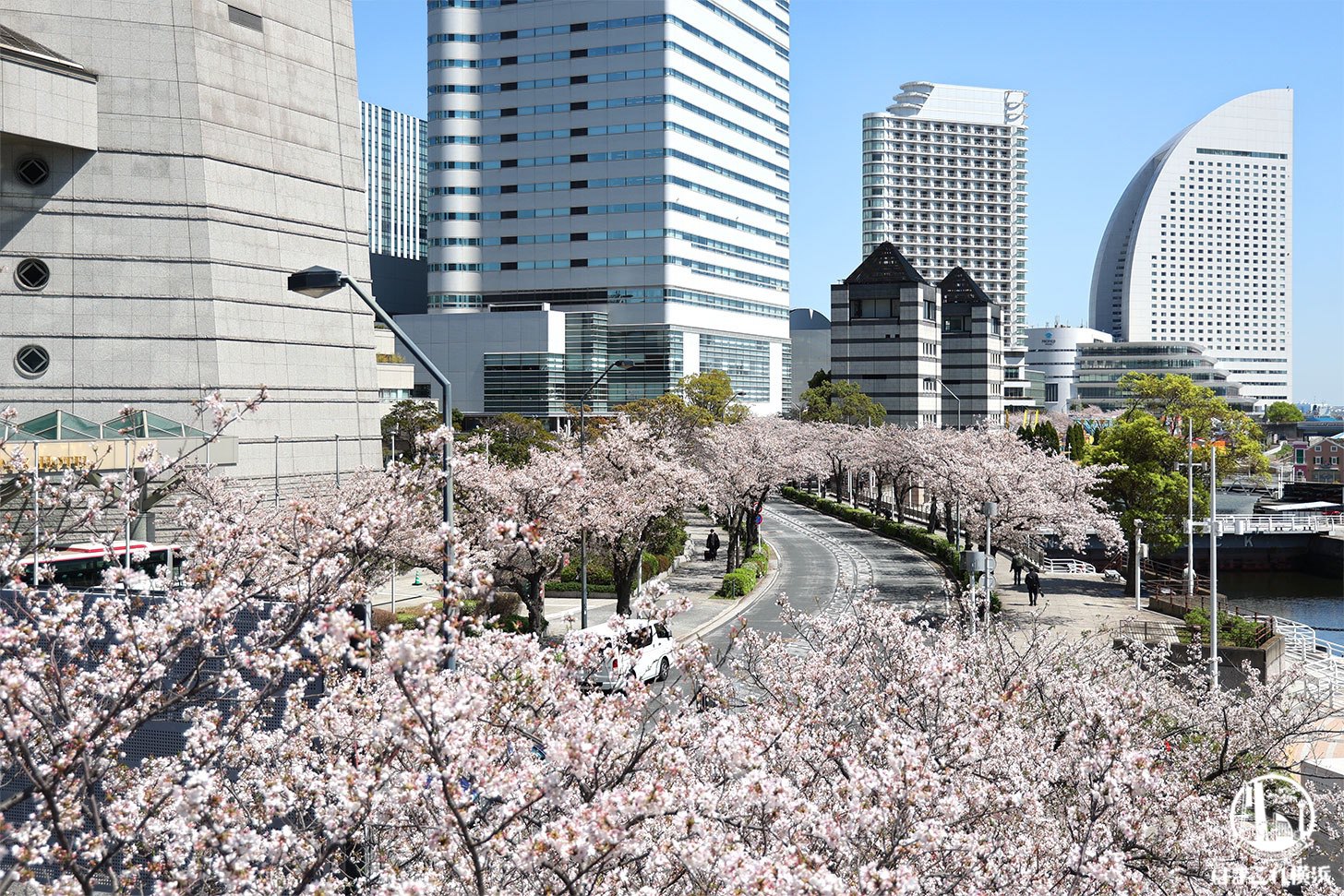 さくら通りの桜満開！青々とした空の下に咲くソメイヨシノと横浜みなとみらいの街並み