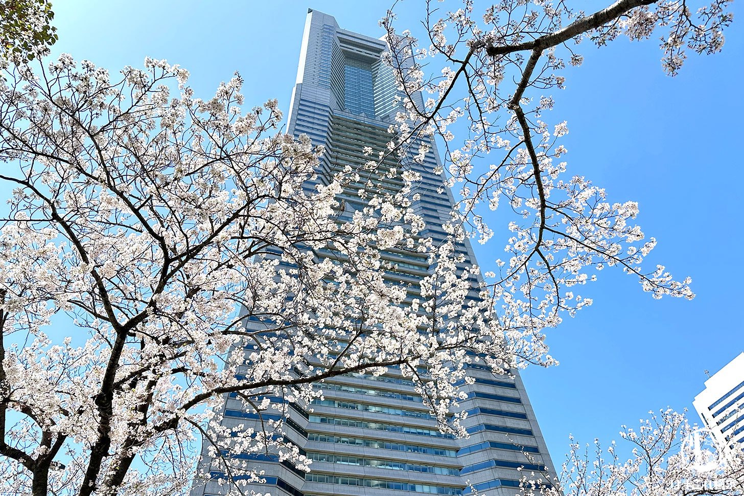 さくら通り 横浜ランドマークタワーと満開の桜
