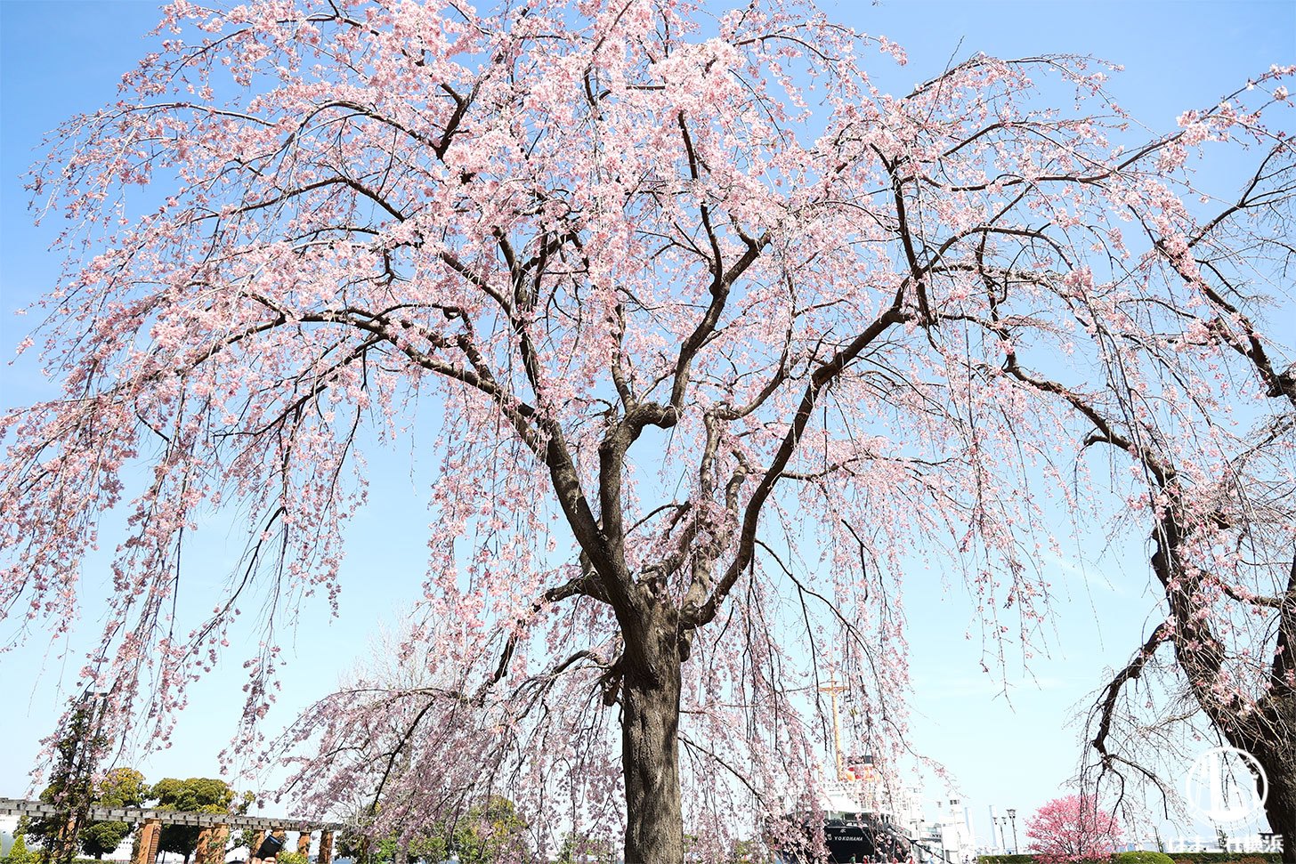 山下公園のしだれ桜がようやく見頃に！降り注ぐ桜に見惚れながら春の訪れを満喫