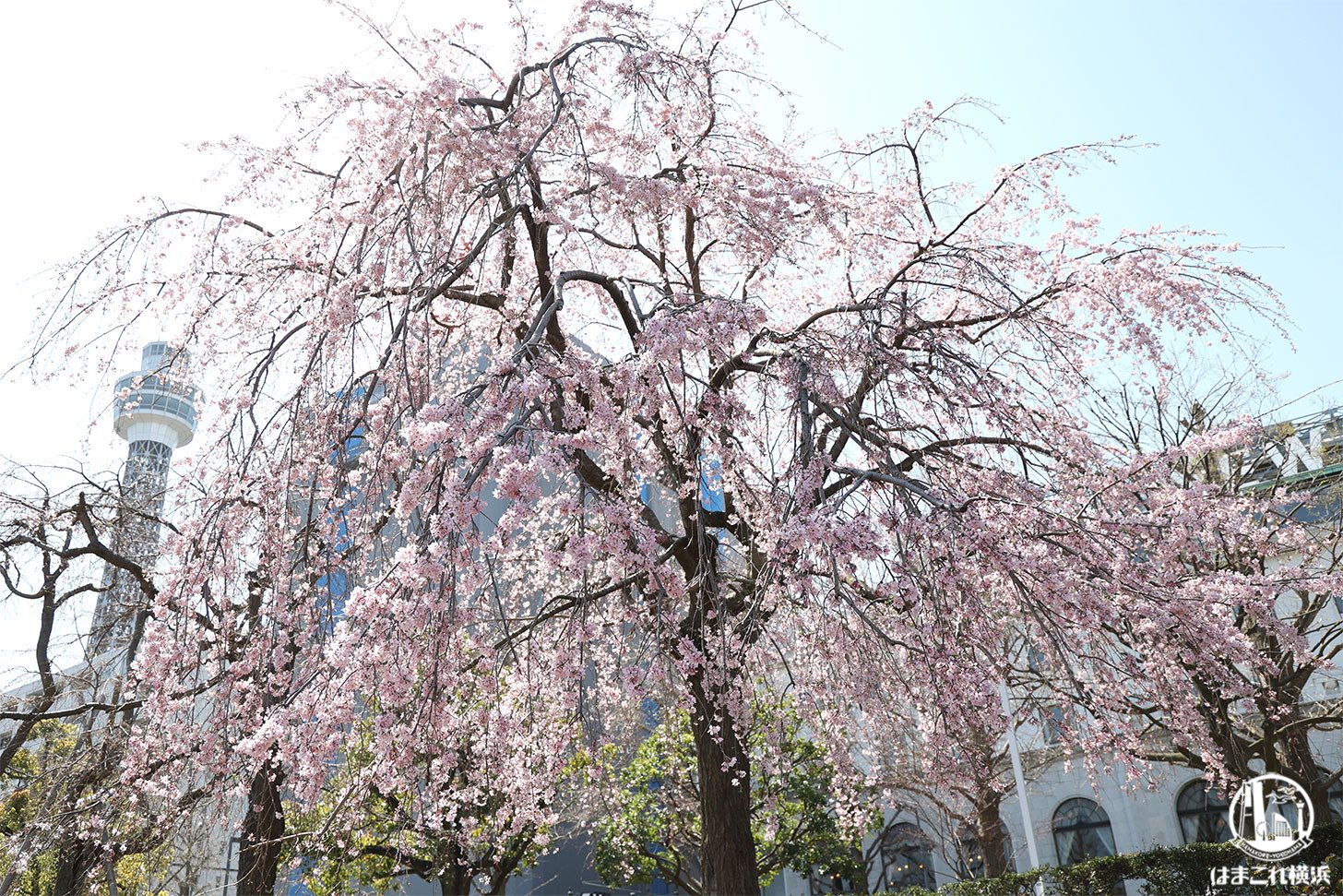 横浜マリンタワーとしだれ桜