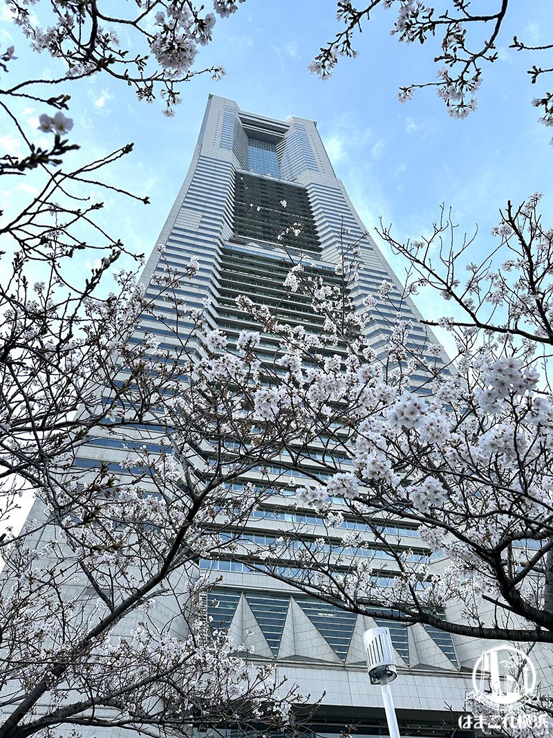 2024年 横浜ランドマークタワーと桜