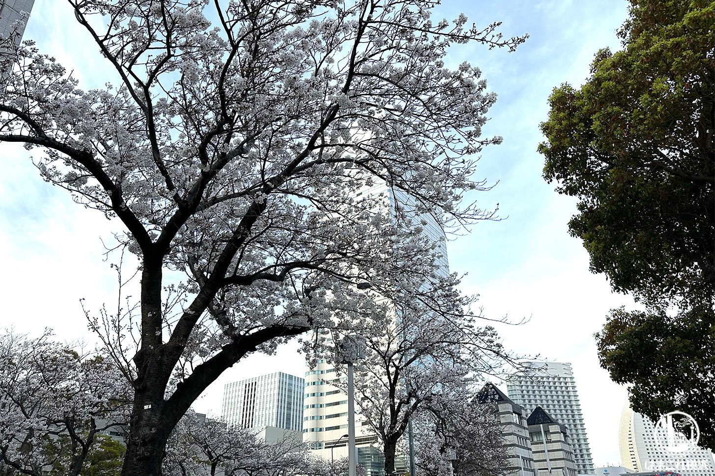 2024年のさくら通りの桜