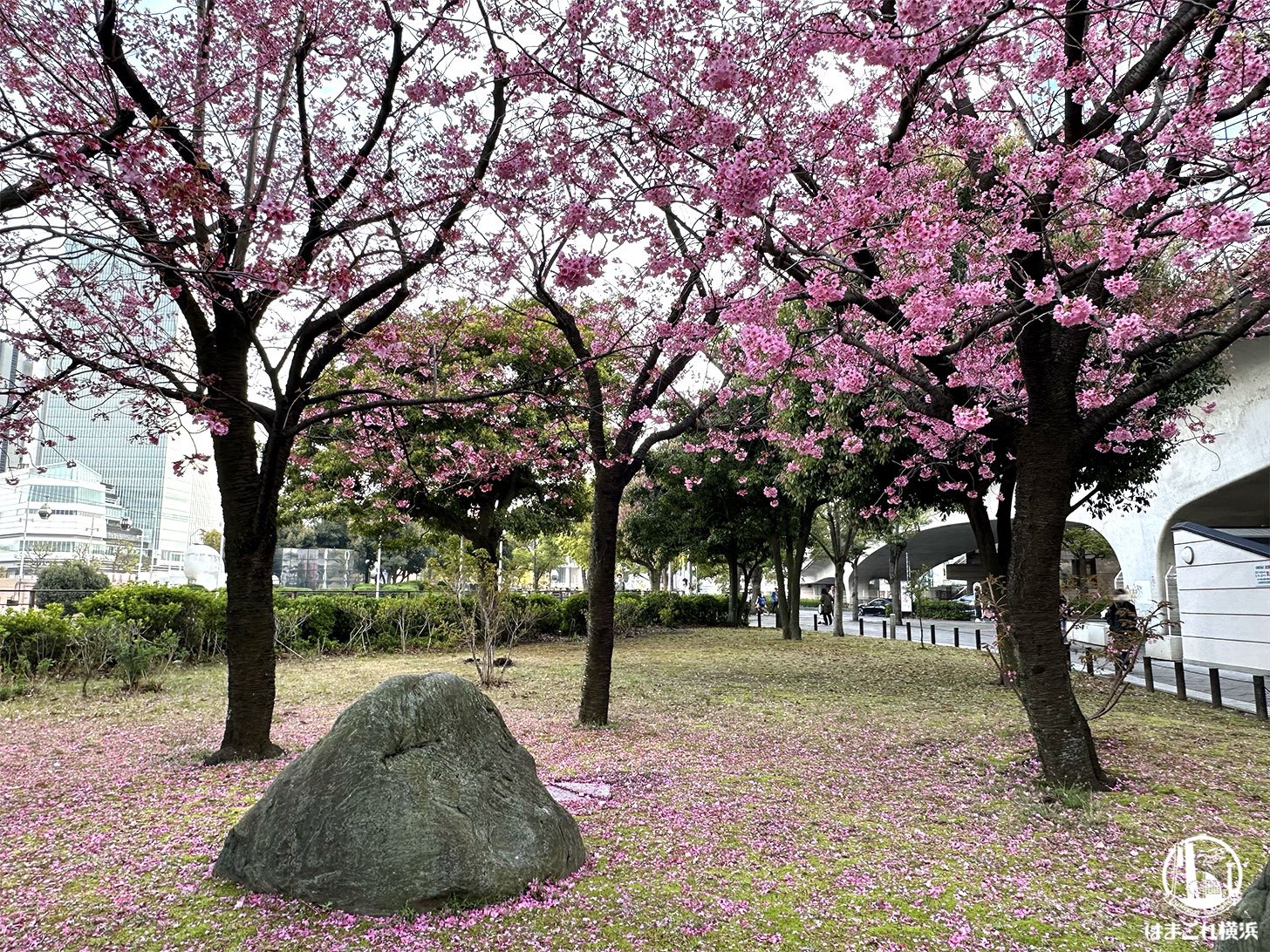 横浜緋桜