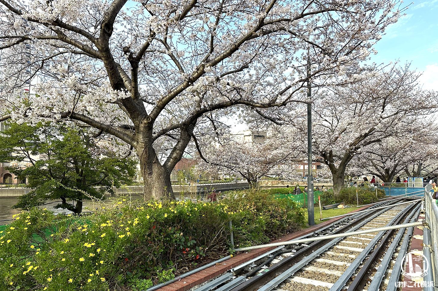 2024年 汽車道の桜とレール