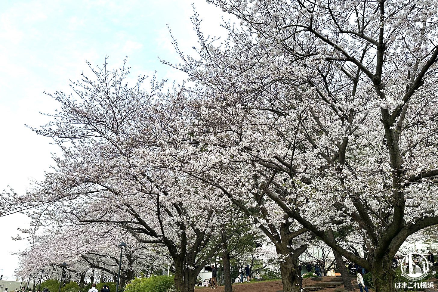 2024年「カップヌードルミュージアムパーク」満開の桜