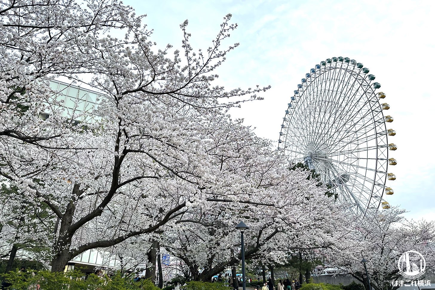 2024年「カップヌードルミュージアムパーク」満開の桜