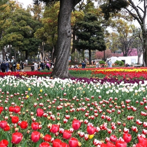 横浜公園に10万本の爛漫チューリップ！圧巻の春景色に桜も豪華共演