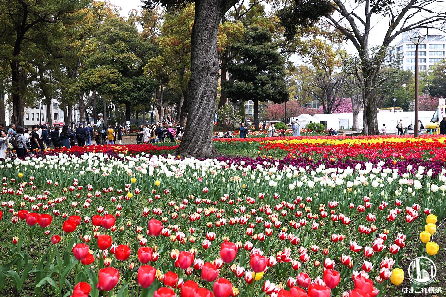 横浜公園に10万本の爛漫チューリップ！圧巻の春景色と桜の豪華共演