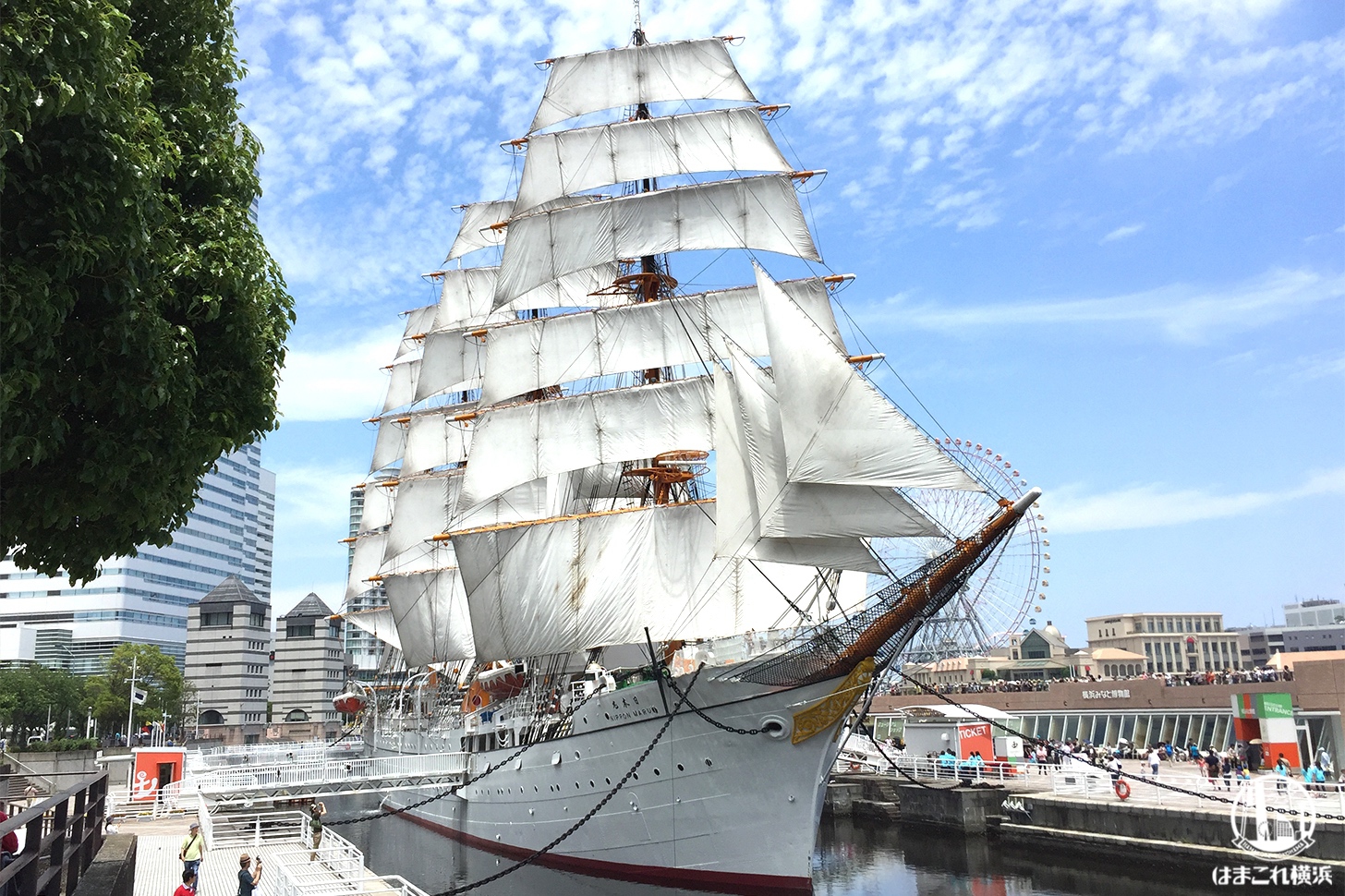 帆船日本丸「総帆展帆」2024年5月6日に開催！全ての帆を広げる美しい光景