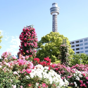 山下公園のバラ見頃で大興奮！彩り豊かな景色と横浜港を愛でる優雅なバラ散歩2024