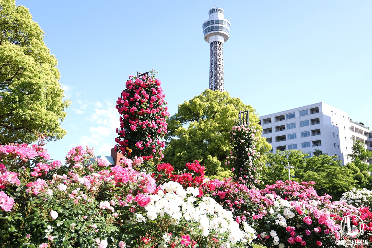 山下公園のバラ見頃で大興奮！彩り豊かなバラ景色と横浜港を愛でる優雅なバラ散歩2024