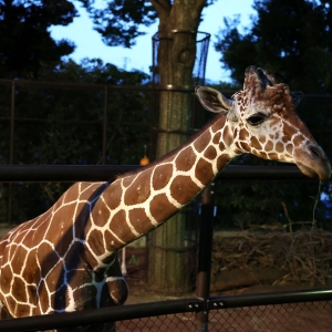 横浜の動物園「ナイトズー」2024年8月限定で開催！野毛山動物園・ズーラシア・金沢動物園