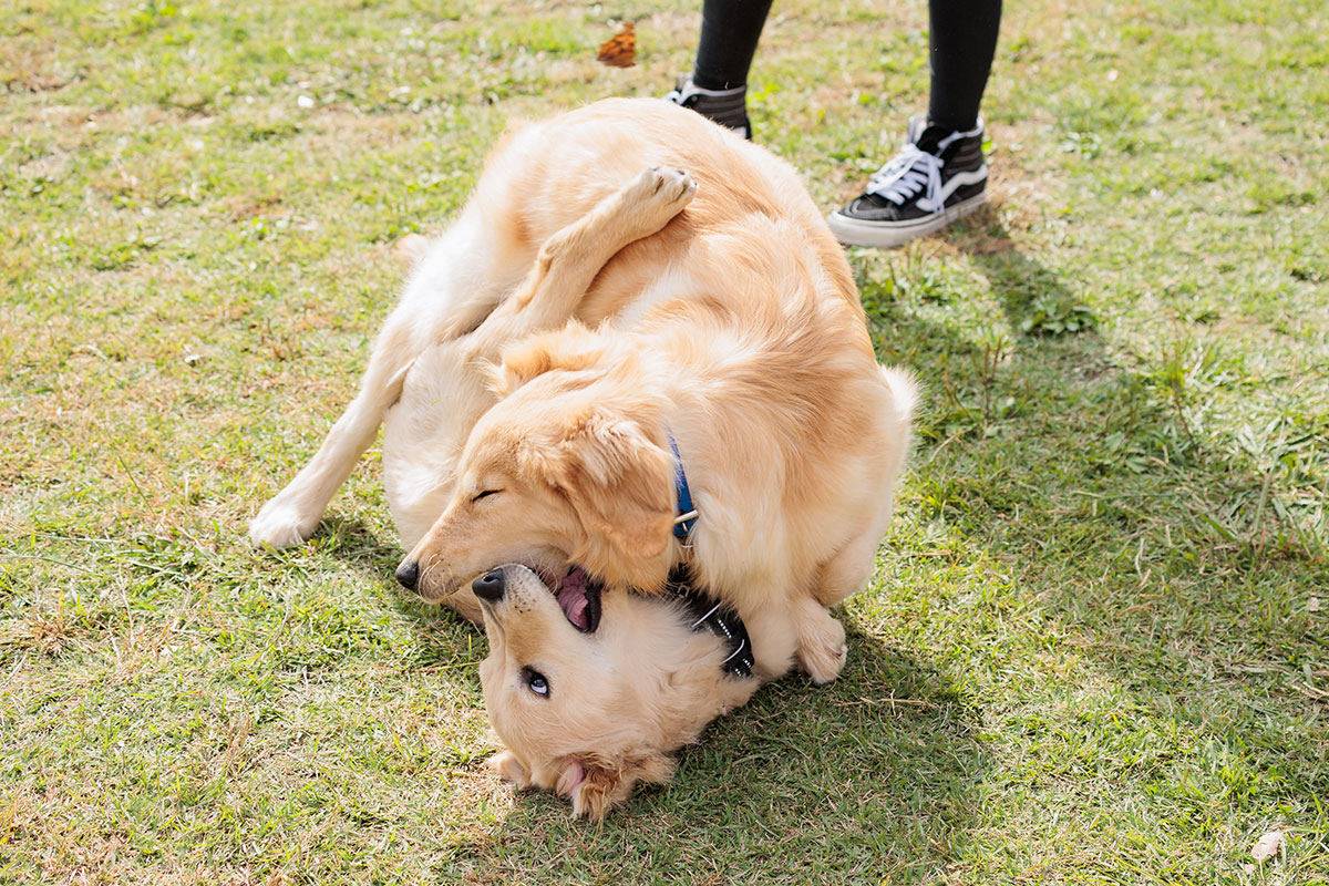 犬種別会GO！