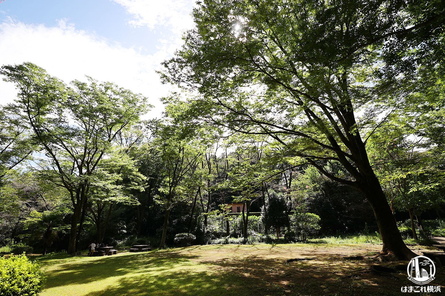 芹ヶ谷公園