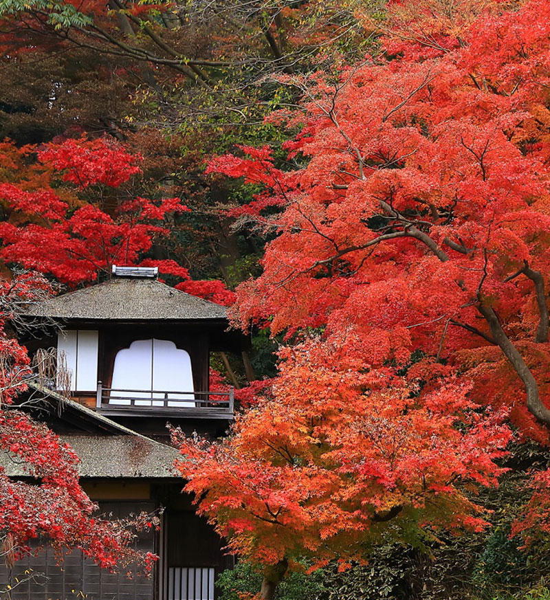 横浜・三溪園「紅葉」のライトアップ週末限定で開催！期間中は遊歩道も開放