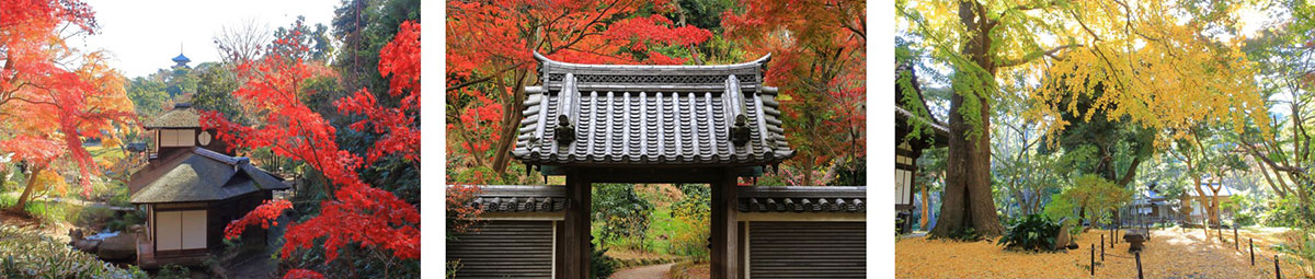 三溪園の紅葉