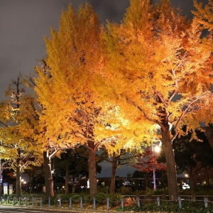 山下公園通りの夜のイチョウに魅了！ライトアップ紅葉を愛でるフォト散歩