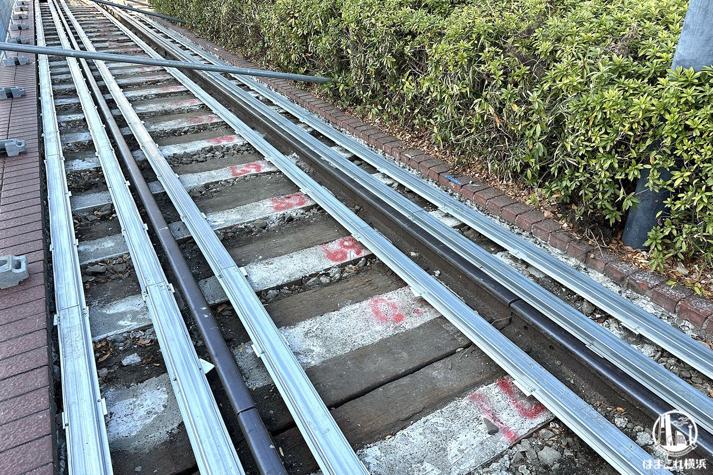 横浜・汽車道のレール周辺が見られるように！2025年再び期間限定の胸熱な光景に遭遇