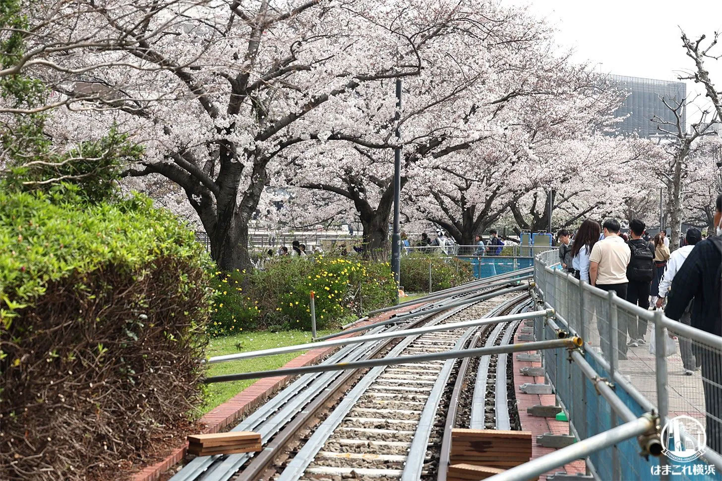 桜とレールのコラボ写真