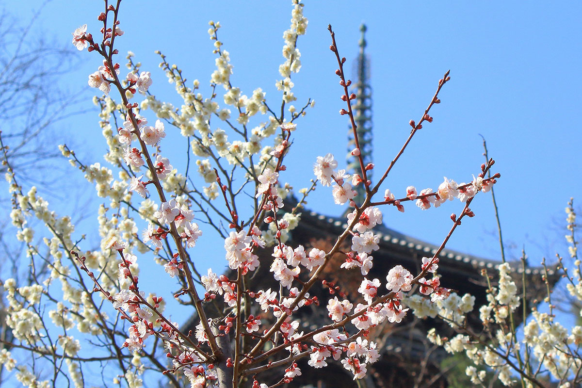 横浜・三溪園で梅のお花見「観梅会」開催！100年前の風情と共に春の訪れを体感