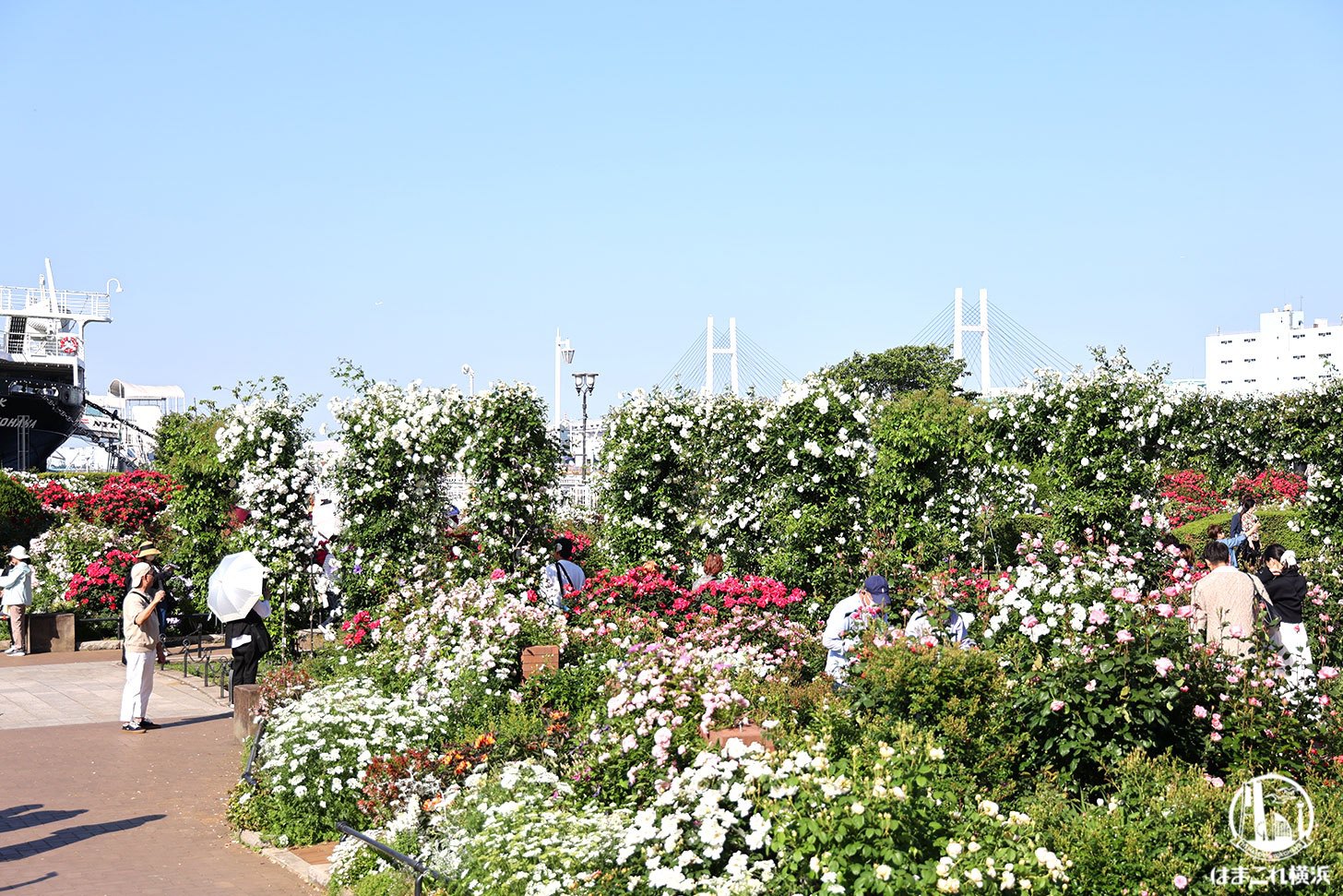 未来のバラ園