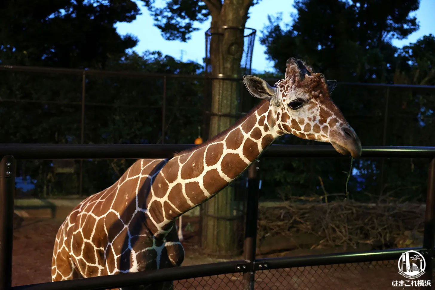 横浜の動物園「ナイトズー」2025年8月に開催！野毛山動物園・ズーラシア・金沢動物園