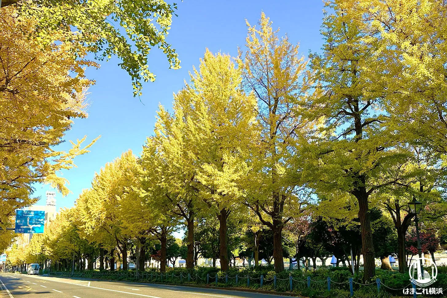 山下公園通りのイチョウ