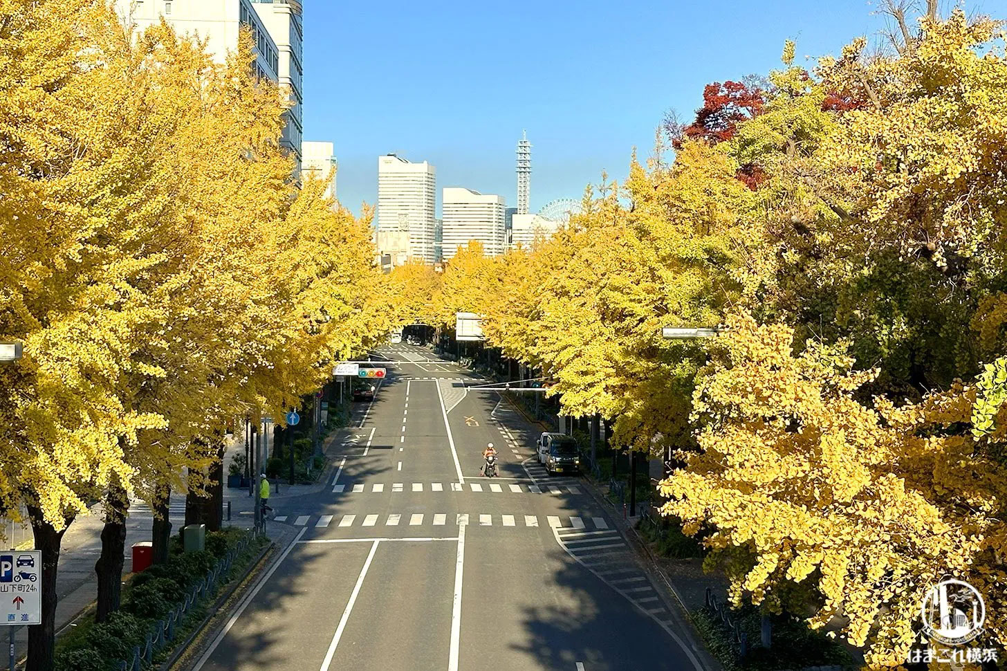 山下公園通りのイチョウ