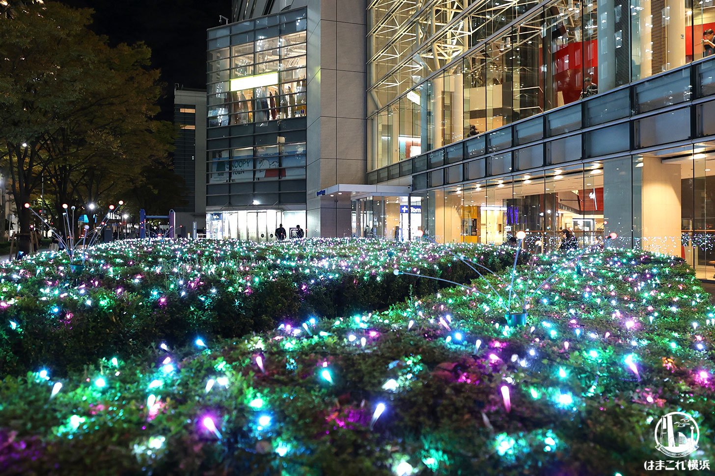 けやき通り側の植栽 イルミネーション