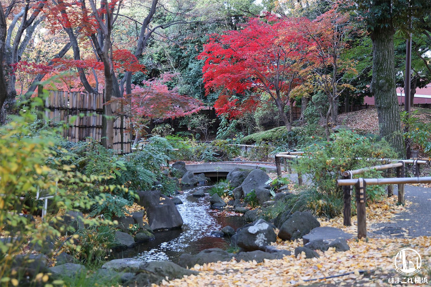 2025年ぶらり紅葉めぐり〜ライトアップした銀杏と日本庭園の風情ある景観に魅せられて〜