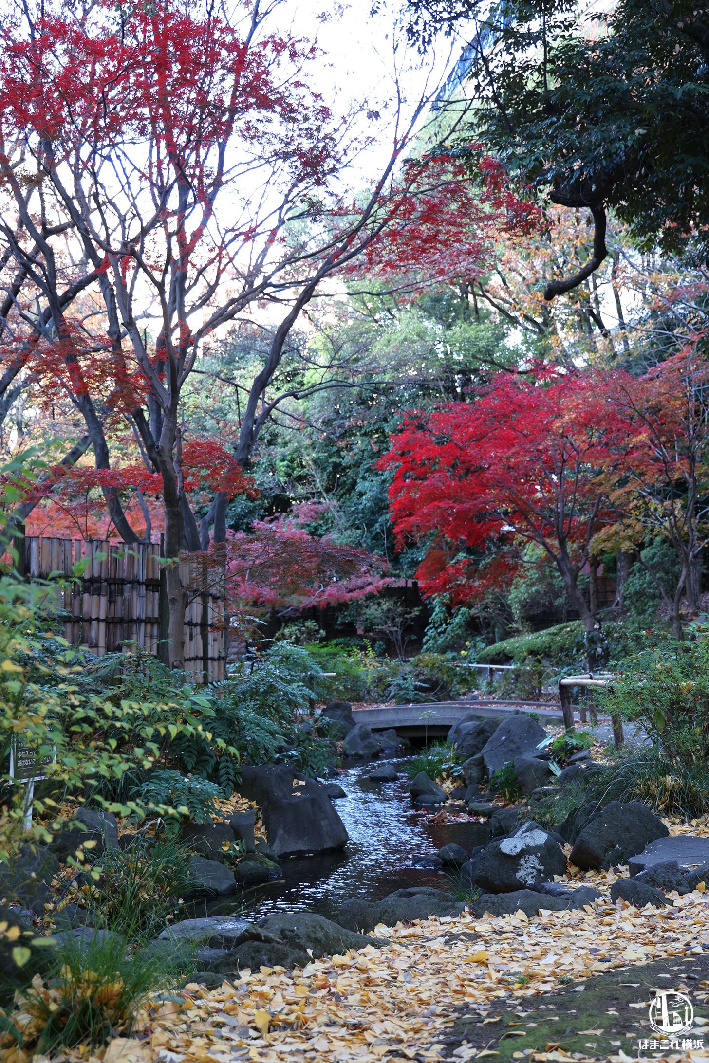 小川と紅葉の共演