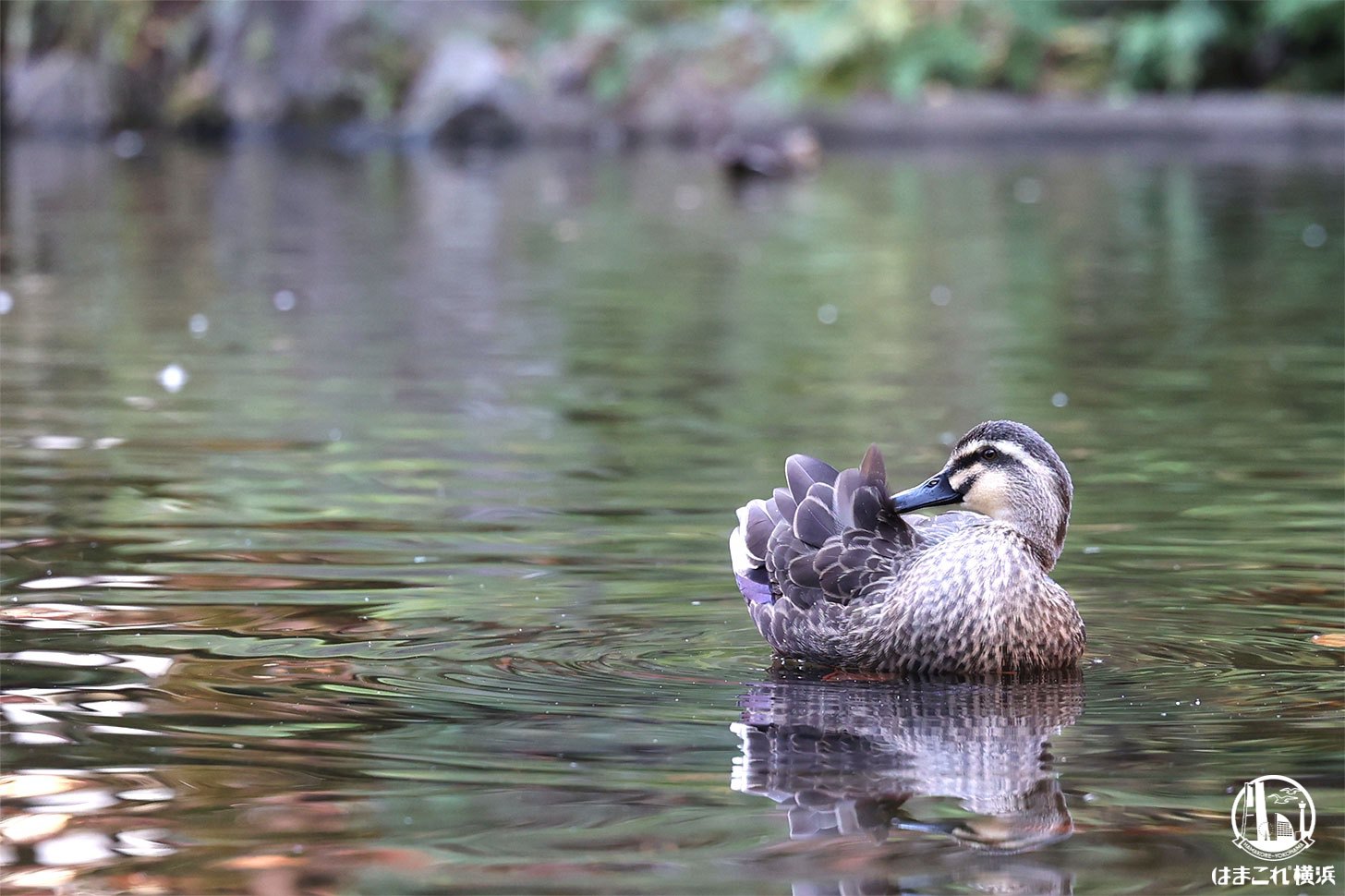 サービスショット