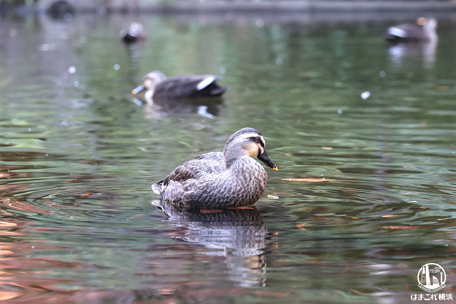 可愛すぎるカモたち