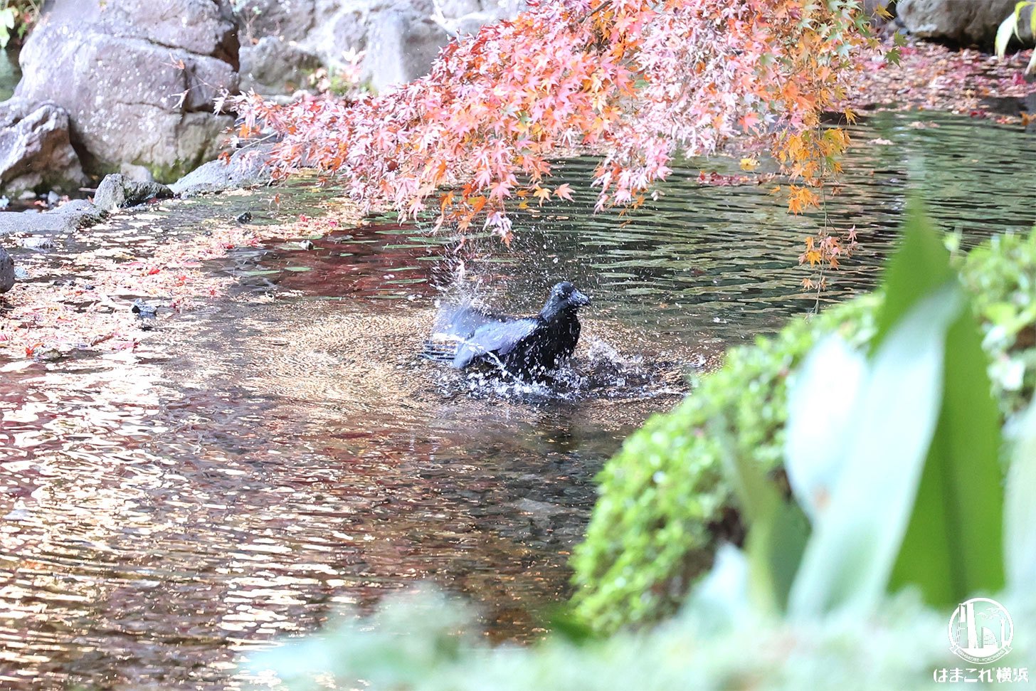 カラスの水浴び