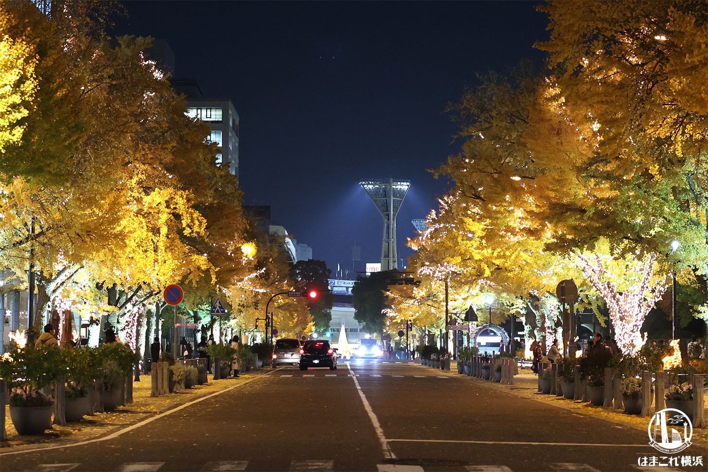 日本大通りのライトアップしたイチョウ並木（2025年）